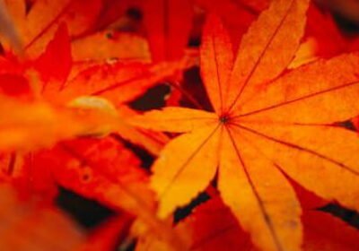 Exploring Italy in 10 Days: A Complete Travel Itinerary