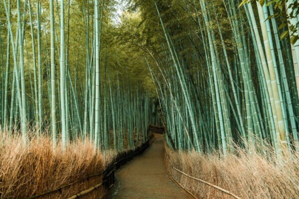 Séjour Kansai & Chugoku — Kyoto millénaire et mer intérieure