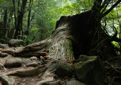 Séjour Kyushu Intégral — Tour Complet de l&rsquo;Île Volcanique